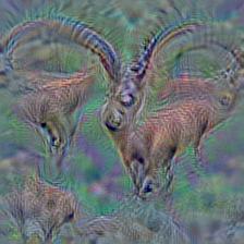 n02417914 ibex, Capra ibex